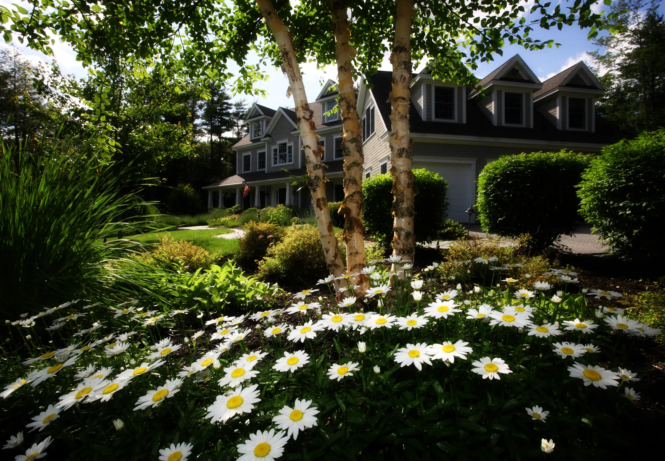 A house behind a sunlit garden with white daisies and trees