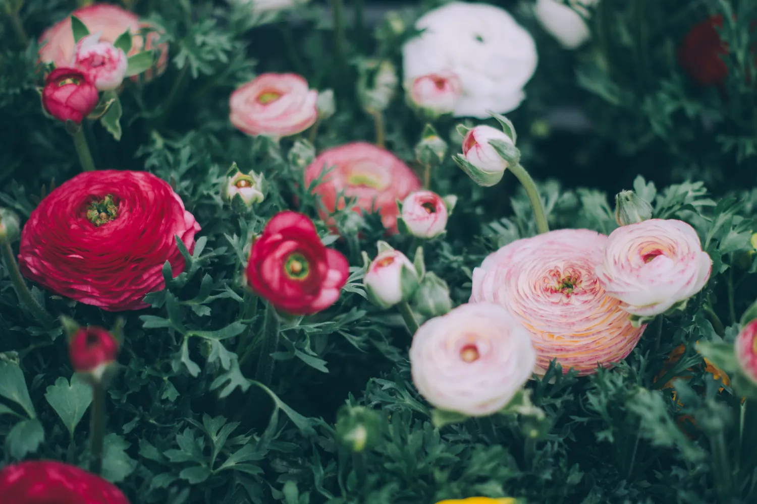 Pink and red ranunculus flowers in a garden