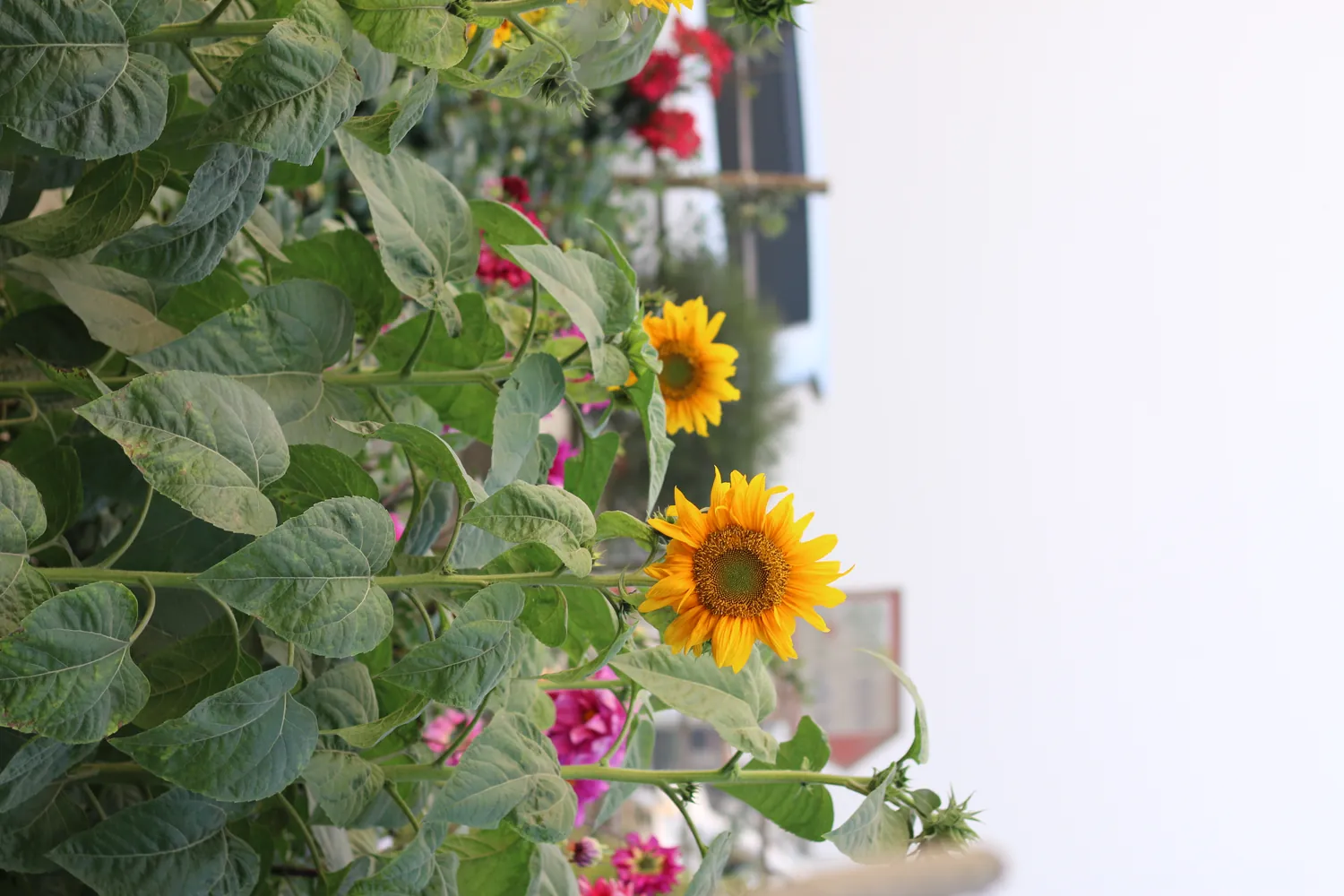 Sunflowers and flower beds in an allotment garden