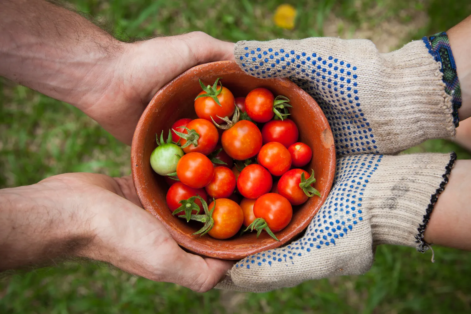 Gloved hands holding a bowl of tomatoes over the garden