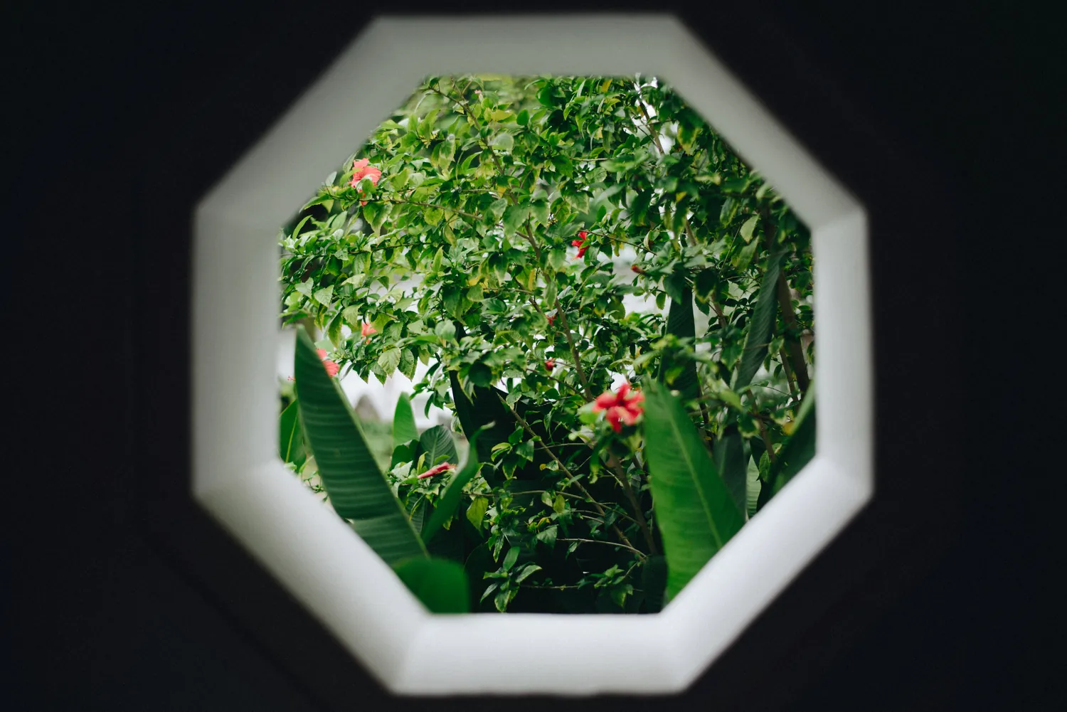 A green garden seen through an octagonal opening