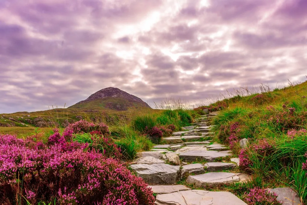 A flagstone path winding through heather towards a hill